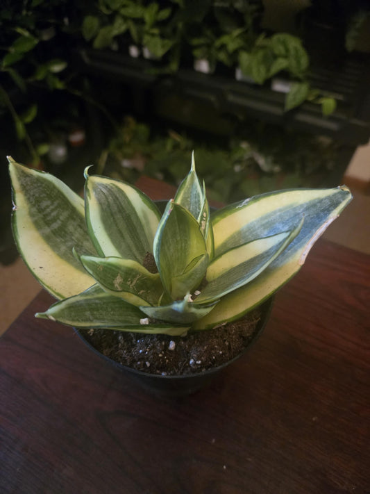 Snake Plant - Gold