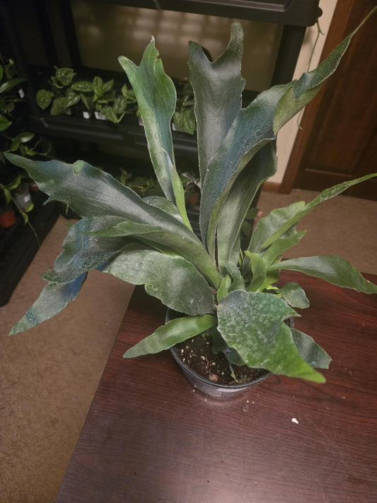 Staghorn Fern