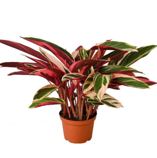 Stromanthe Triostar