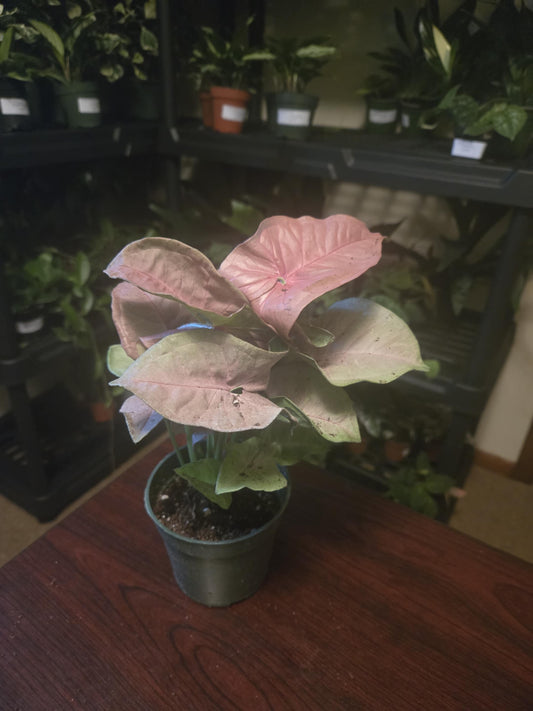 Syngonium - Strawberry