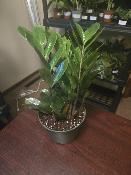 ZZ Plant