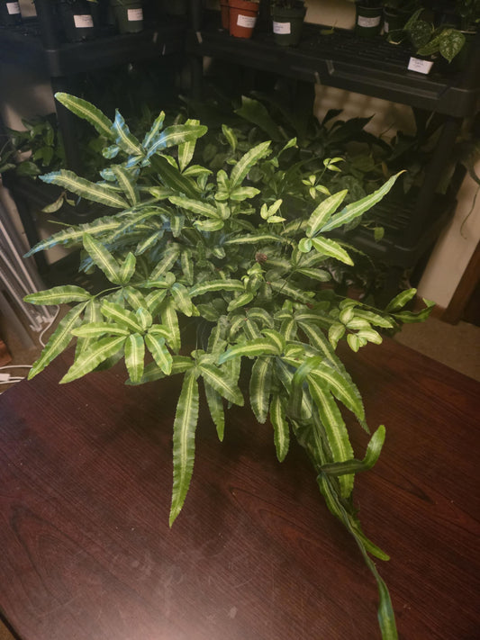 Albo fern