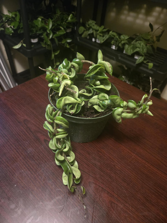 Hoya Carnosa - Compacta 'Rope Plant'