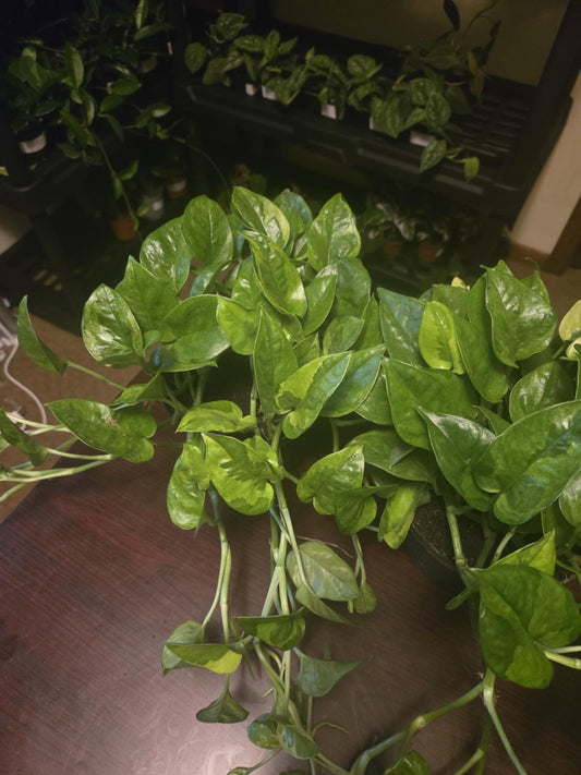 Pothos - Global Green