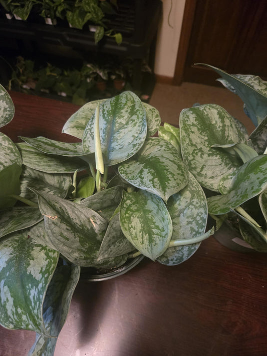 Pothos - Silver Splash