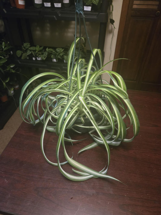 Spider Plant 'Bonnie'