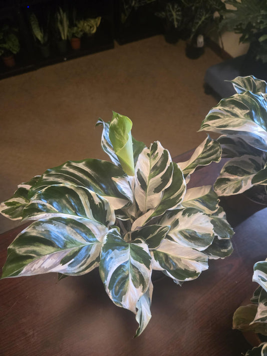 Calathea - White Fusion